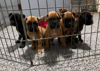 Mini Boxer Puppies (Cross) 