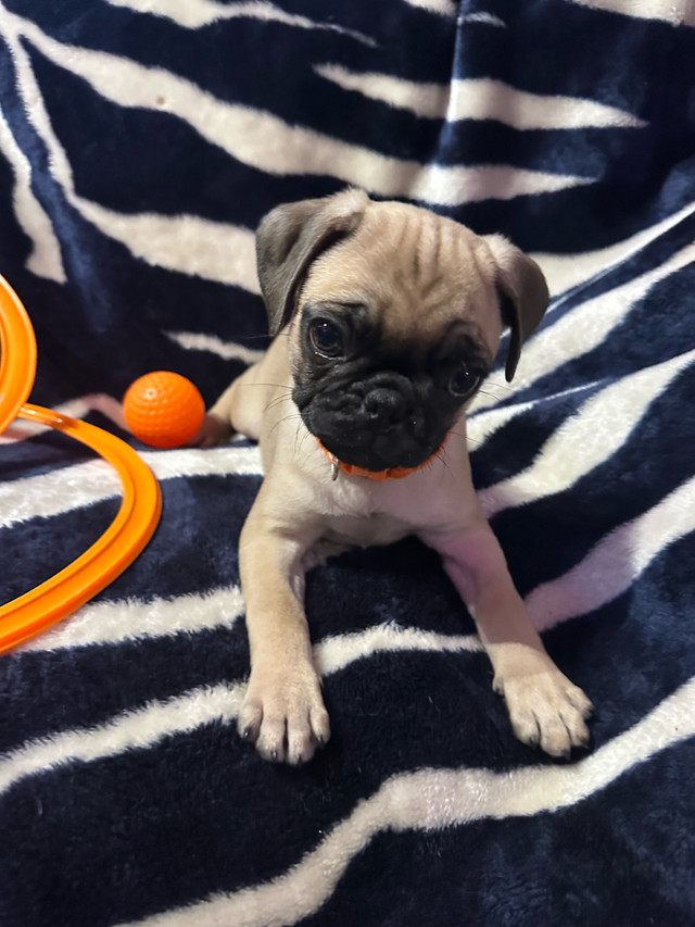 Bébés Pug Carlin prêt à quitter avec leur nouvelle famille!!! dans Chiens et chiots à adopter  à Longueuil/Rive Sud - Image 3