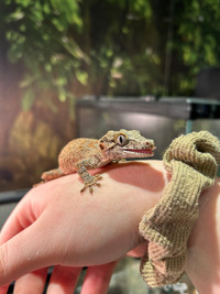 gecko gargouille 