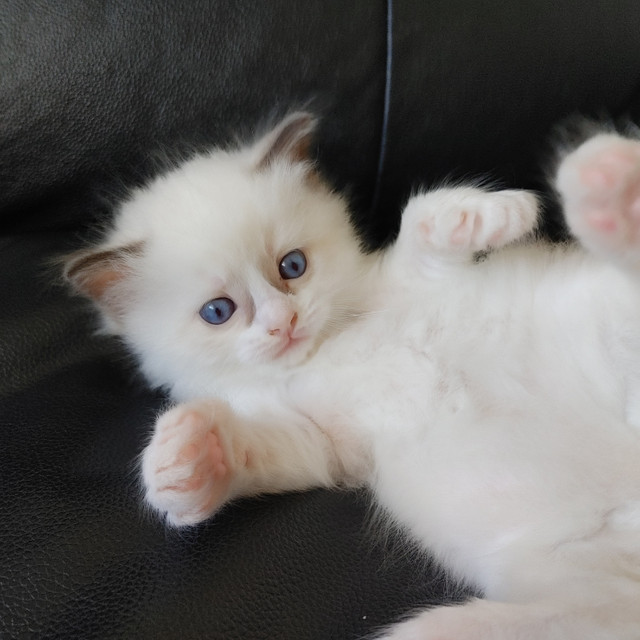 Purebred Ragdoll Kitten in Cats & Kittens for Rehoming in Burnaby/New Westminster - Image 3