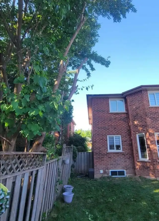 Tree removal, Hedge pruning, General yardwork63760493702529124