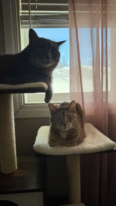 Gray & Orange Tabby Females , View more