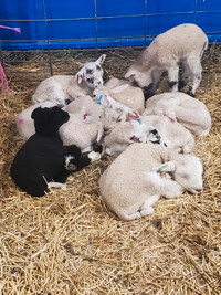 Bottle lambs for sale