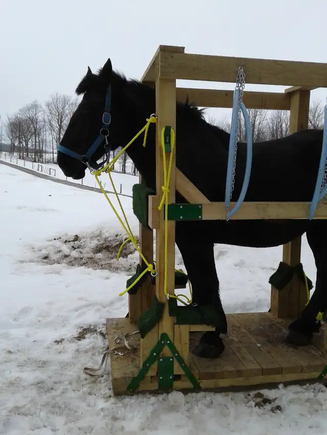 Horse shoeing  stocks in Horses & Ponies for Rehoming in Owen Sound - Image 6