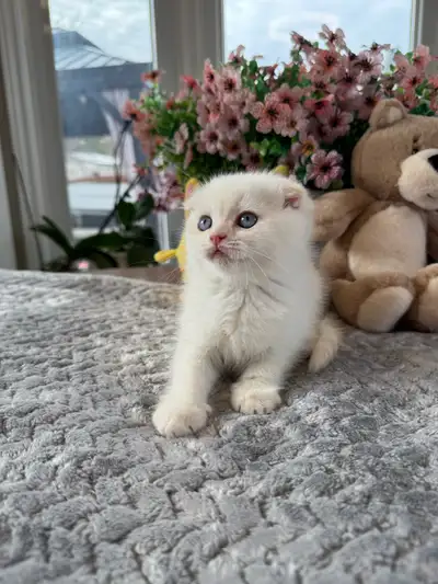 Scottish Fold and Straight Kittens Available, View more