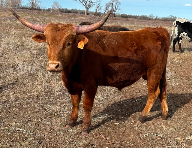 Registered Red Texas Longhorn Bulls For Sale in Livestock in Medicine Hat - Image 3