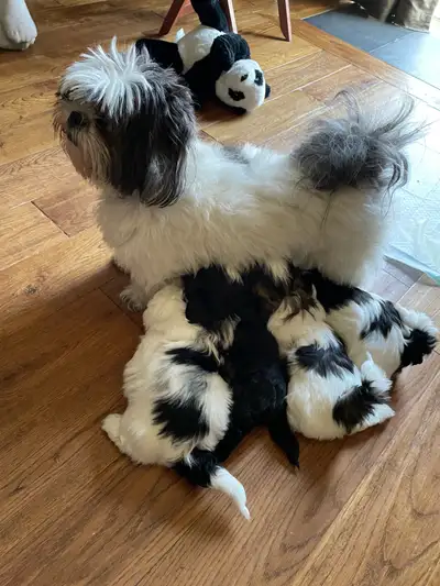 4 puppies for sale, 2 females and 2 males. Mother is pure Shih Tzu CKC certified and father is Shih...