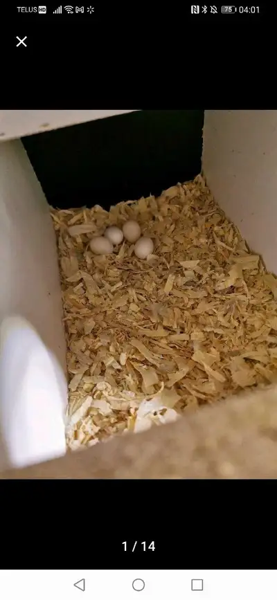 Bébé cockatiel A venir, View more