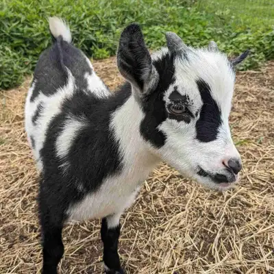 Adorable and friendly buckling for sale. Handled daily. Father is a handsome and very gentle spotted...