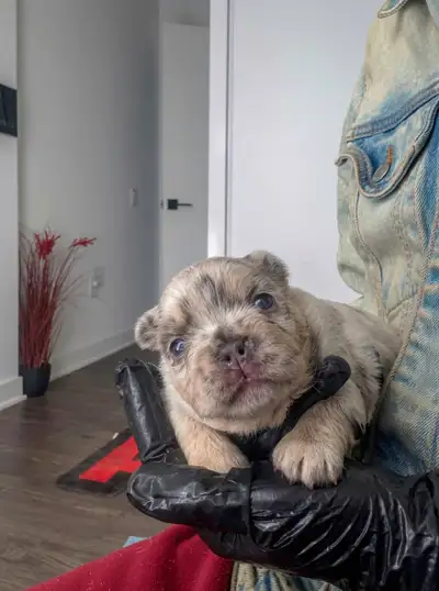 Premium Exotic Fulffy French Bulldog Puppies ❤️, View more