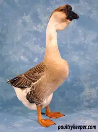 ISO African gander - pic for attention 