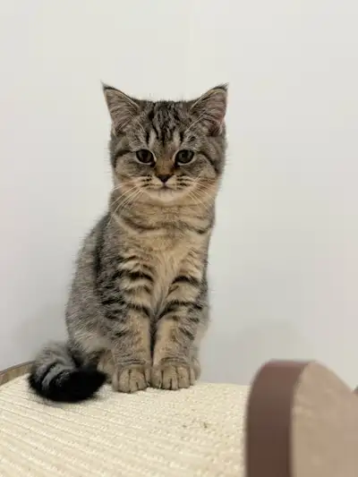 Designer breed (Munckin minuet + Scottish fold), View more