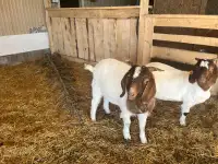 1 yo Boer Billy goat 