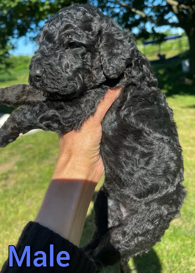Standard poodle puppies in Dogs & Puppies for Rehoming in Mississauga / Peel Region - Image 5