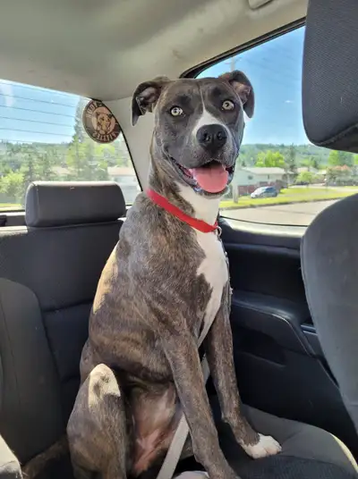 Rehoming My Dog – Serious Inquiries Only, View more