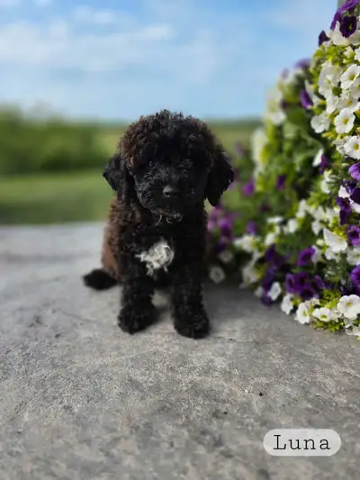 We're happy to announce Callie and Dusty's litter Ready to go to their forever homes We have 1 male...