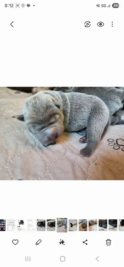 Sharpei puppies, View more