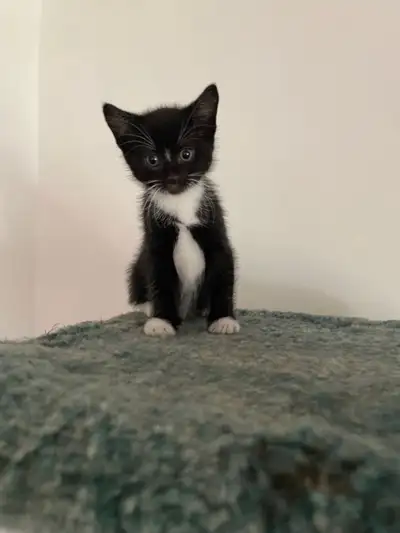 We have 2, 8 week old male kittens left, they are very playful and loving with big personalities:) F...