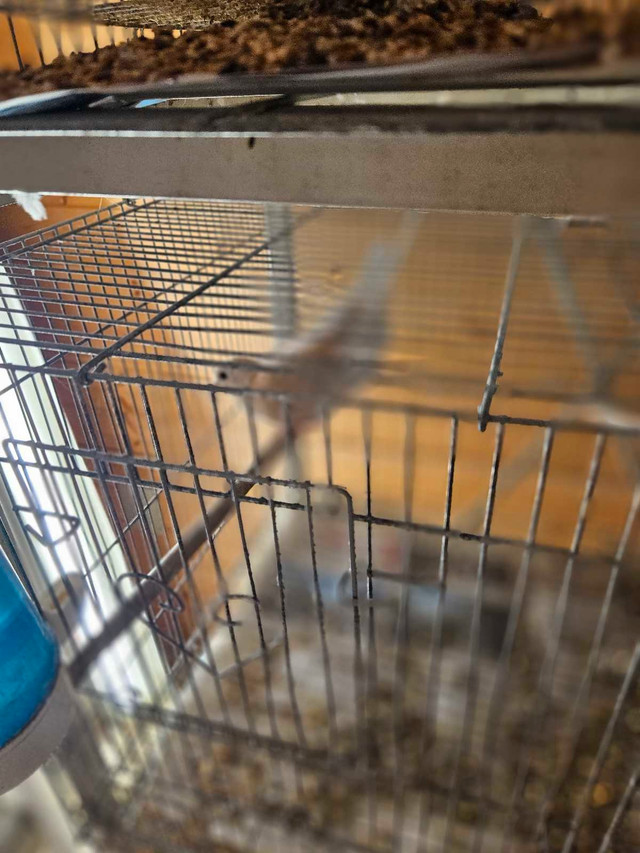 super speciaux lundi 50% sur oiseaux et cages  dans Oiseaux à adopter  à Laval/Rive Nord - Image 2