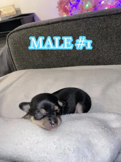 male full breed chihuahuas , View more