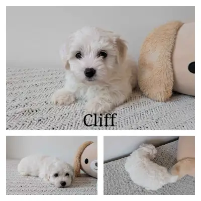 Cotondoodles!! Now VET checked Ready to go!!, View more