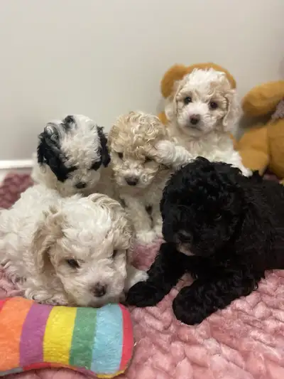 Adorable Cavapoochons !♥️, View more