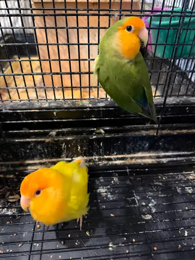 Peach faced lovebird pair with cage, View more
