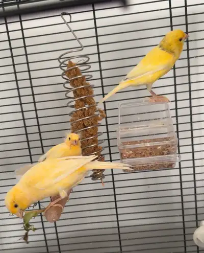 Canaries for Sale – 2 Adults (Male & Female) + 2 Flying-Ready Babies A lovely little canary family r...