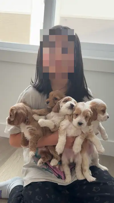 Cockapoo puppies, View more