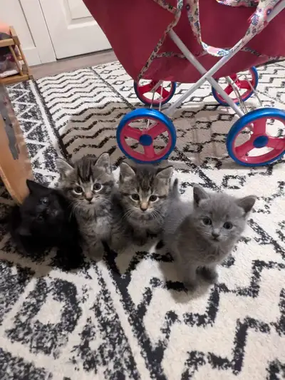 4 beau petits chaton provenant d une tres bonne ligné , 2 mâle et 2 femelles non vacciné calme et pr...