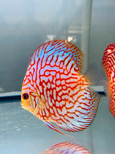 Beautiful discus fish at Fins8 - Shipping Canada wide, View more