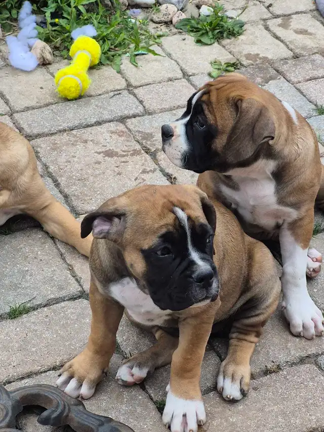 This is SWEET MESS. American bulldog/mastiff cross. | Dogs & Puppies
