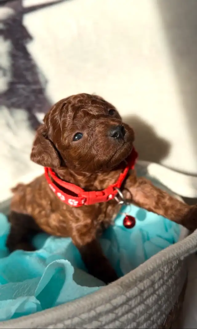 Adorable Red Toy Poodle Puppies in Dogs & Puppies for Rehoming in Hamilton - Image 2