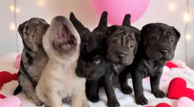 Rare Chinese Shar-Pei Puppies , View more