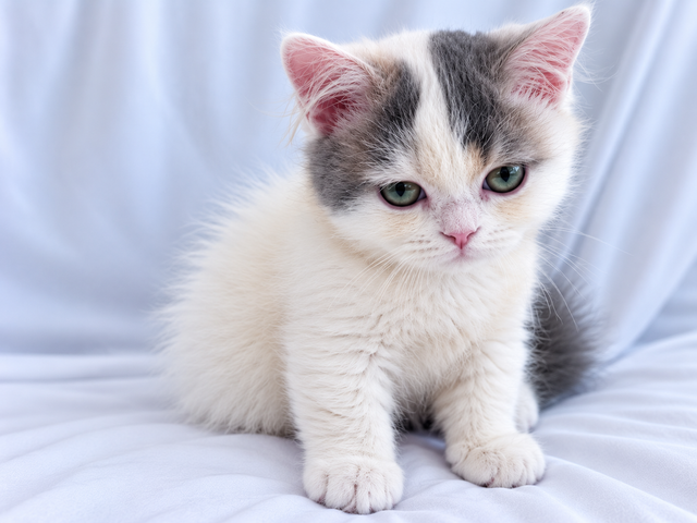 Napoleon Female kitten for sale in Cats & Kittens for Rehoming in Richmond - Image 6