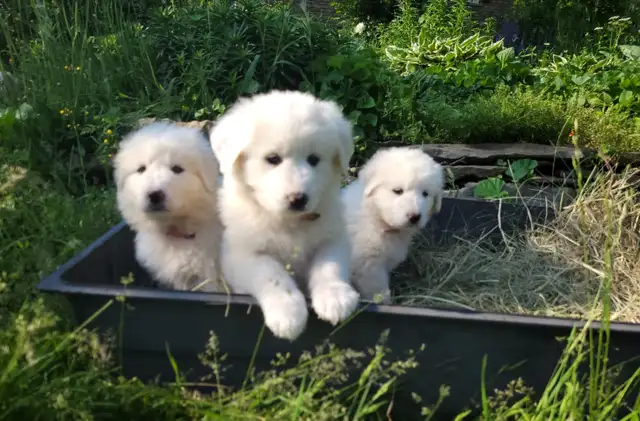 Purebred all white Great Pyrenees puppies in Dogs & Puppies for Rehoming in Ottawa - Image 7