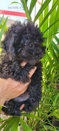 Chiots caniches toy femelle