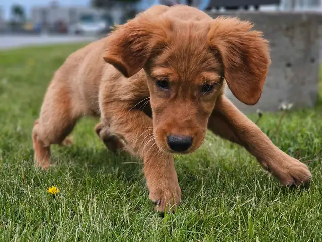 Female Golden Retriever in Dogs & Puppies for Rehoming in Mississauga / Peel Region - Image 4