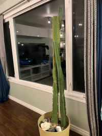 Old Cactus 