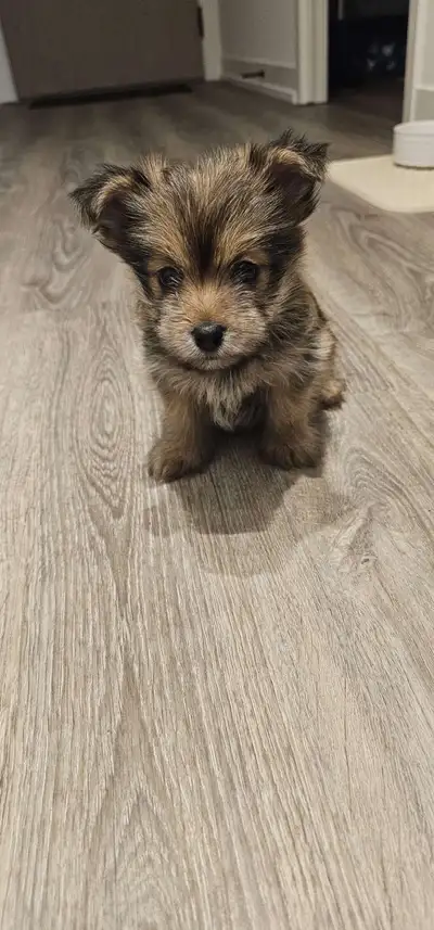 Yorkie-Pom Puppy, View more
