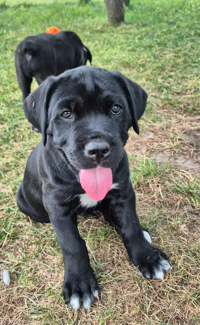 5 availavle. Ready to go. Purebred Cane Corso Puppies in Dogs & Puppies for Rehoming in Winnipeg - Image 3
