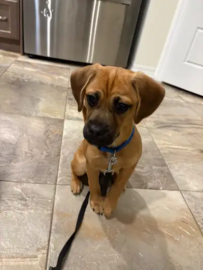 16 weeks  Crate & Potty Trained Puggle – Fully Vaccinated, View more