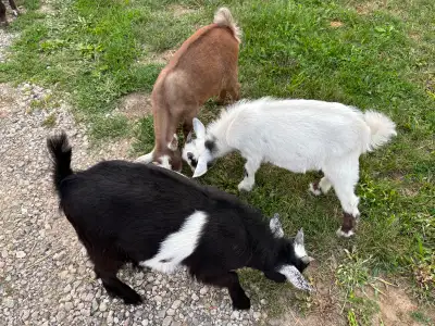 Nigerian dwarf goats, View more