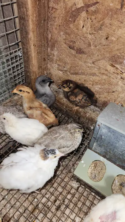 3 poussins non sexés d'environ 1 semaine et demi.Les cailles ne sont pas a vendre,seulement les pous...