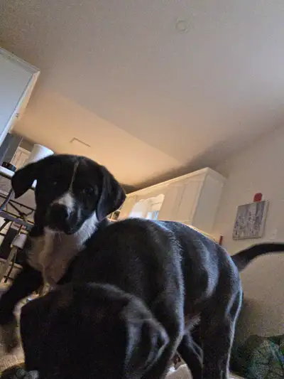 Rottweiler/ German shepherd mix puppies ready to go, View more