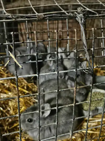 Baby Bunnies, View more