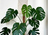 Looking for Monstera plant