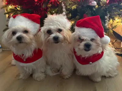 Adorable Loving Malshi Pups on Sale - ALL ON HOLD, View more