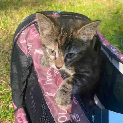 Kitten for Sale, View more