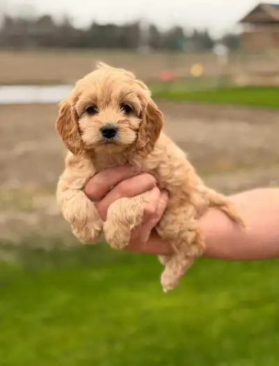 COCKAPOO PUPPIES , View more